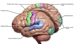 Blausen 0103 Cerebro Sensorial y Motor.png