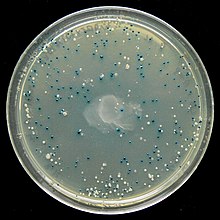 An LB agar plate showing the result of a blue white screen. White colonies may contain an insert in the plasmid it carries, while the blue ones are unsuccessful clones. Blue-white test.jpg