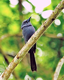 Mavi Cennet-flycatcher.jpg