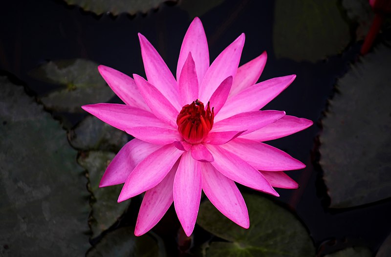 File:Blue lotus (Nymphaea nouchali).jpg