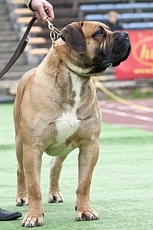 african barbell dog