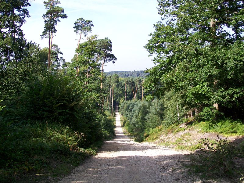 File:Bois de Perthe, route du Regard.jpg