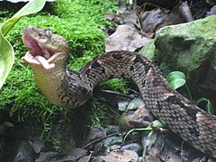 Description de l'image Bothrops brazili.jpg.