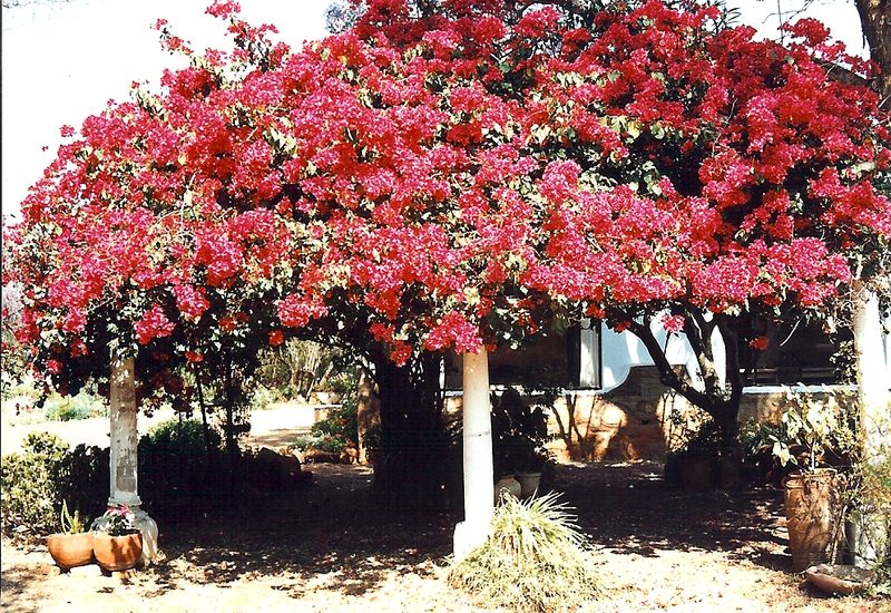 File:Bougainvillea, Bulawayo.jpg