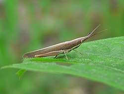 Brachycrotaphus tryxalicerus female.JPG