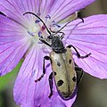 on Geranium yesoense var. nipponicum