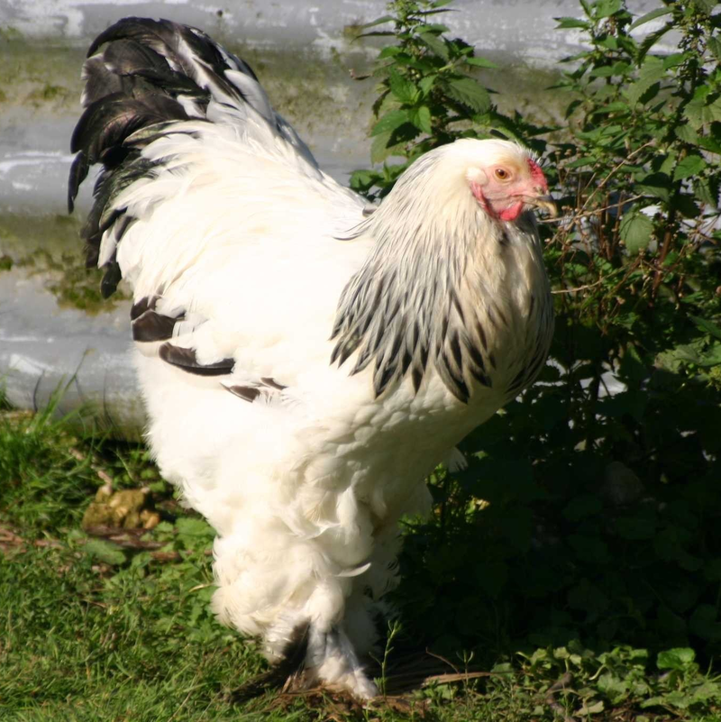 This girl is holding the King of all poultry, The Brahma Chicken