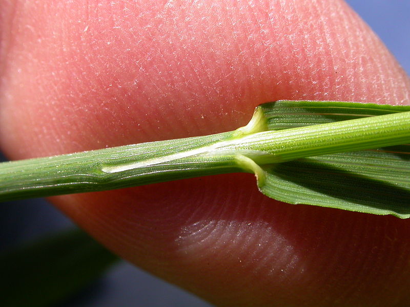 File:Bromus inermis (3860382631).jpg