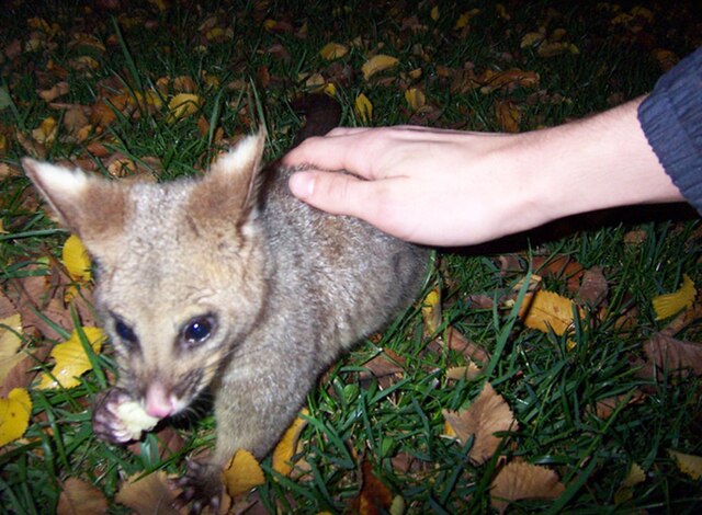 A tame possum in the Treasury Gardens