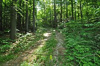 Государственные леса. Массачусетс леса. Леса Бакленда. Lister леса. Massachusetts Forest.