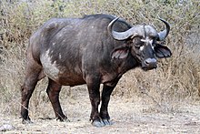 Buffalo, Kruger National Park, South Africa (14800798080).jpg