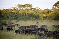 Eine Büffelherde im Kasungu-Nationalpark