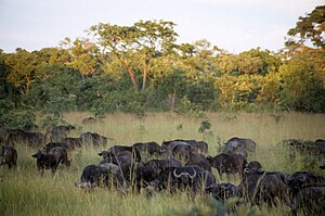 Manada de búfalos en el Parque Nacional de Kasungu