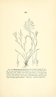 <i>Muhlenbergia porteri</i> species of plant