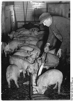 Schweineproduktion: Produktion (global und EU), Genetik, Haltung