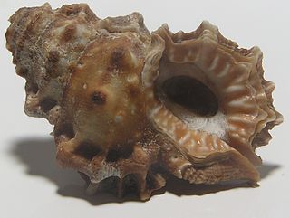 <i>Bursa corrugata</i> species of mollusc