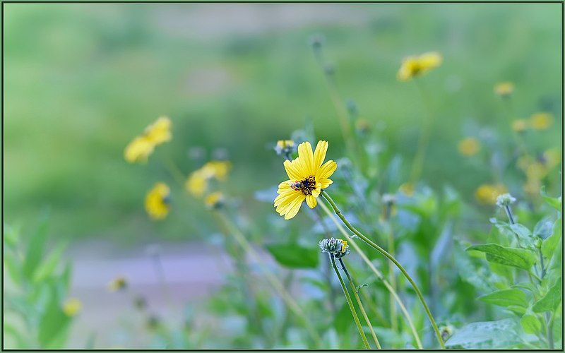 File:Bush Sunflower (193732691).jpeg