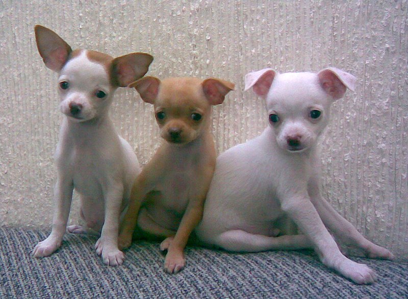 File:CHIHUAHUAS.jpg