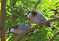 COLLARED IMPERIAL PIGEON (8443702650).jpg