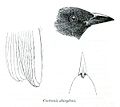 Page 326 Fig. 5 "Cactornis abingdoni"