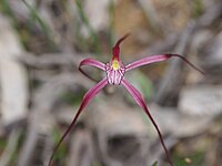 Caladenia occidentalis