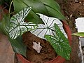 Caladium with white leaf and green veins at Courtallam