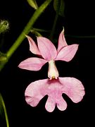 Calanthe rosea