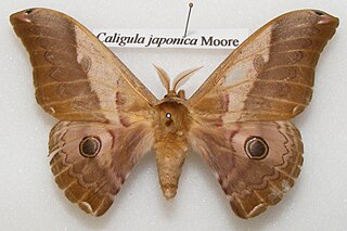 <i>Caligula japonica</i> Species of moth