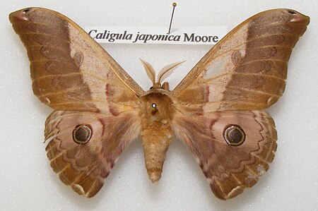 Caligula japonica