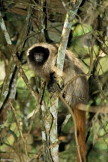 Atlantic titi monkey