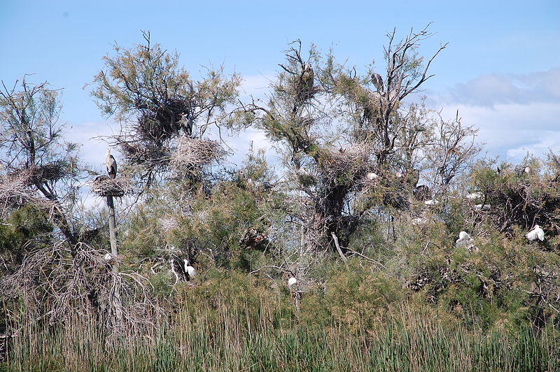 File:Camargue 147.JPG