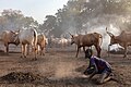 Campamento de ganado de la tribu Mundari, Terekeka, Sudán del Sur, 2024-01-27, DD 13