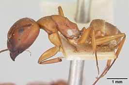 Camponotus kelleri