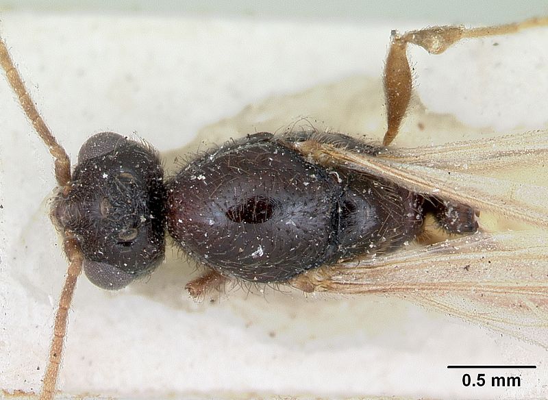 File:Camponotus lubbocki casent0172790 dorsal 1.jpg