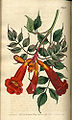 Curtis' Botanical Magazine, 1800 plate 485