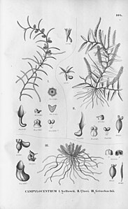 plate 104 Campylocentrum sellowii, Campylocentrum ulei, Campylocentrum grisebachii