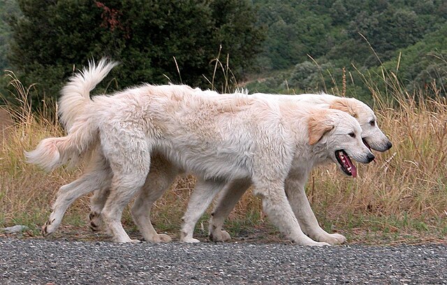 Abruzzese Mastiff