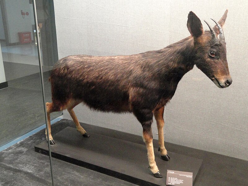 File:Capricornis milneedwardsii - Kunming Natural History Museum of Zoology - DSC02439.JPG