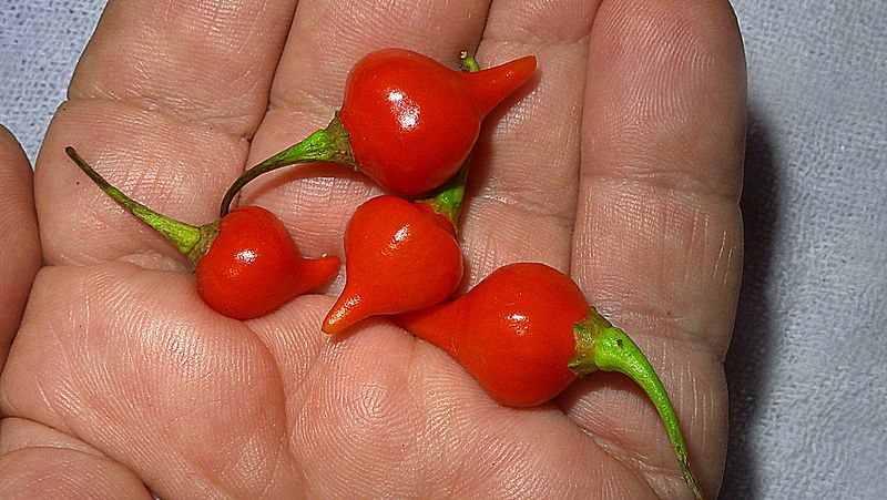 File:Capsicum spp., northern littoral of Bahia, Brazil (17113010995).jpg