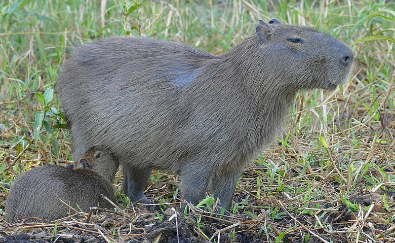 File:Capybaras (Hydrochoerus hydrachaeris) female and young suckling ... (48427191032).jpg