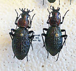 Carabus avinovi 2.jpg