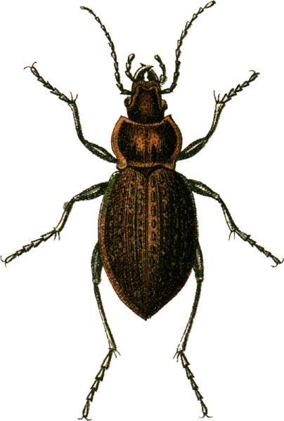 File:Carabus ullrichii Jacobson.png