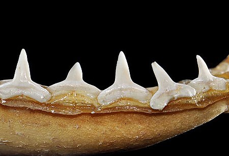 Carcharhinus perezii lower teeth.jpg