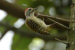 Miniatura para Dendropicos fuscescens