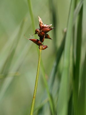 Dioecious sedge (Carex dioica), infructescence