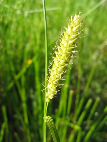 File:Carex vesicaria weib.jpeg