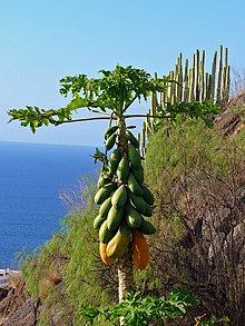 Papayaplante på Tenerife.