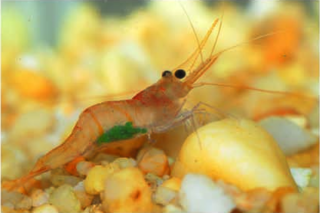 <i>Caridina profundicola</i> Species of crustacean