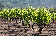 Vineyard in the Valle de Guadalupe Carignan vineyard.jpg
