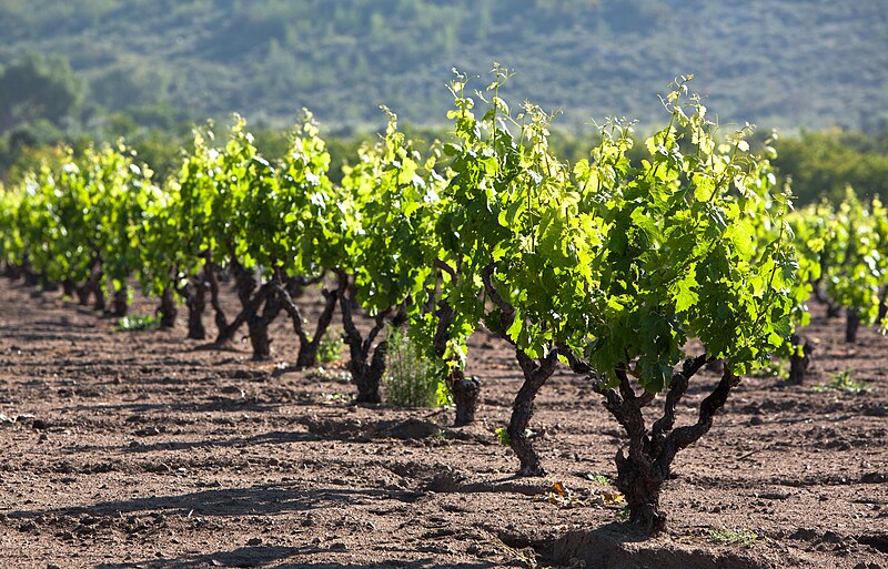File:Carignan vineyard.jpg